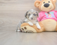 6 week old Aussiechon Puppy For Sale - Simply Southern Pups
