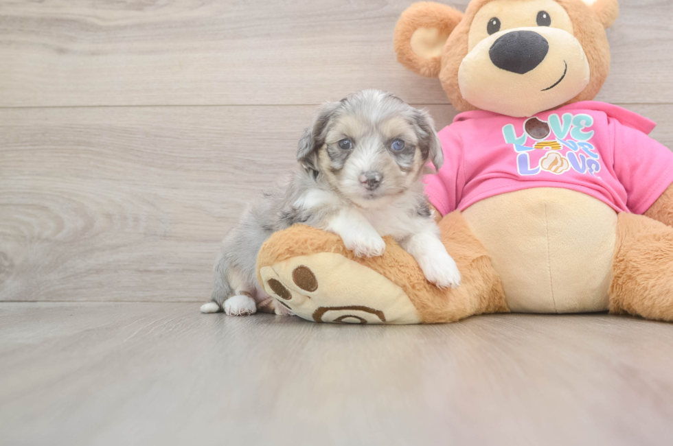 5 week old Aussiechon Puppy For Sale - Simply Southern Pups