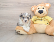 6 week old Aussiechon Puppy For Sale - Simply Southern Pups