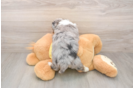 Fluffy Aussiechon Designer Pup
