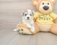 5 week old Aussiechon Puppy For Sale - Simply Southern Pups