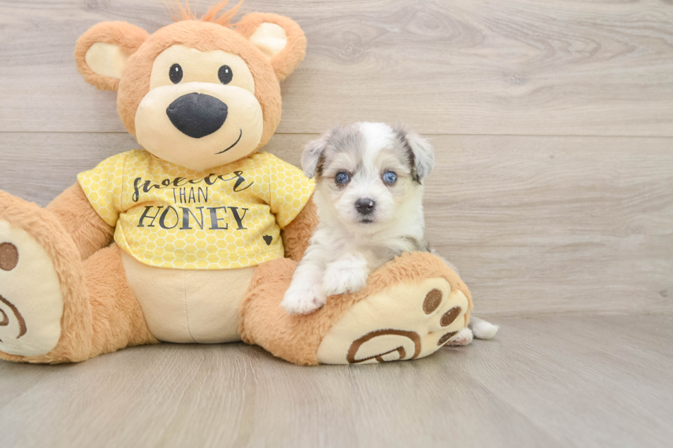 Aussiechon Puppy for Adoption
