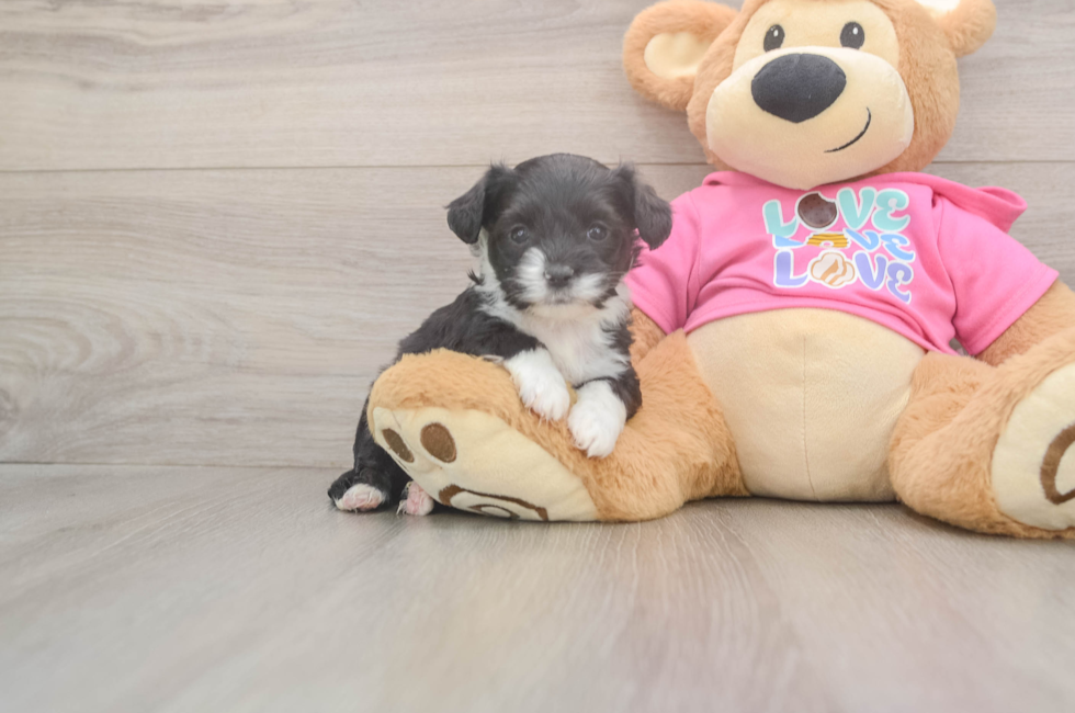 5 week old Aussiechon Puppy For Sale - Simply Southern Pups