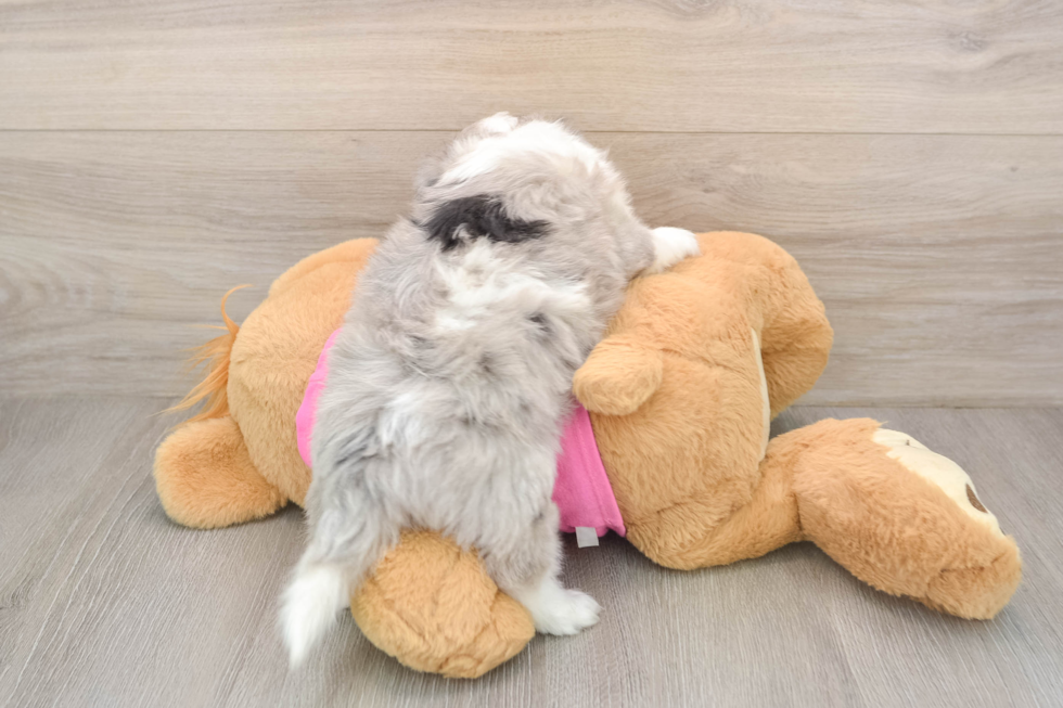 Aussiechon Puppy for Adoption