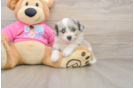 Aussiechon Puppy for Adoption