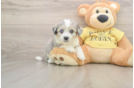 Fluffy Aussiechon Designer Pup