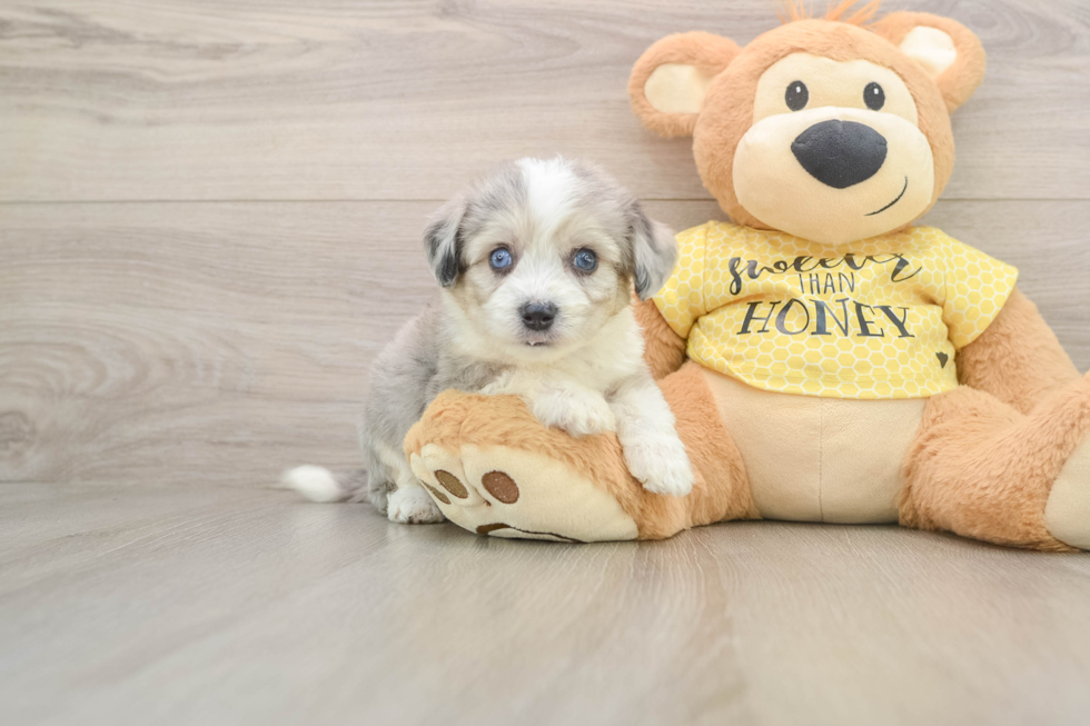 Fluffy Aussiechon Designer Pup