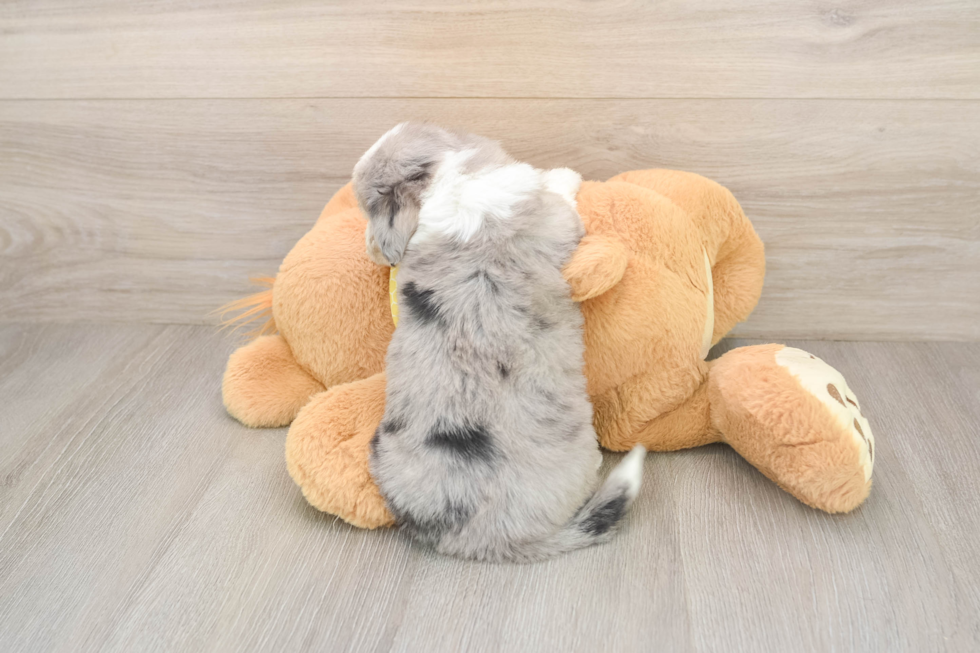 Aussiechon Puppy for Adoption