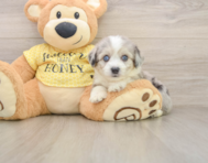 5 week old Aussiechon Puppy For Sale - Simply Southern Pups