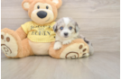 Hypoallergenic Aussie Bichon Designer Puppy