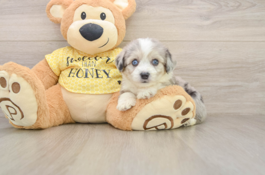 Hypoallergenic Aussie Bichon Designer Puppy