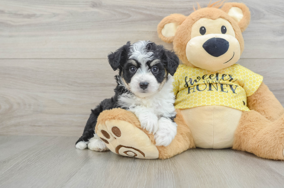 6 week old Aussiechon Puppy For Sale - Simply Southern Pups