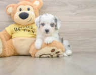 6 week old Aussiechon Puppy For Sale - Simply Southern Pups