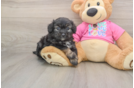 Adorable Aussie Bichon Designer Puppy