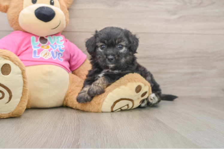 Best Aussiechon Baby