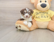 5 week old Aussiechon Puppy For Sale - Simply Southern Pups