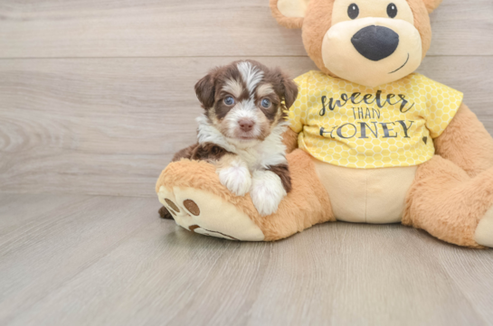 Playful Aussie Bichon Designer Puppy