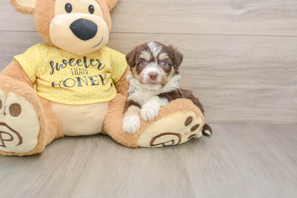 Aussiechon Puppy for Adoption