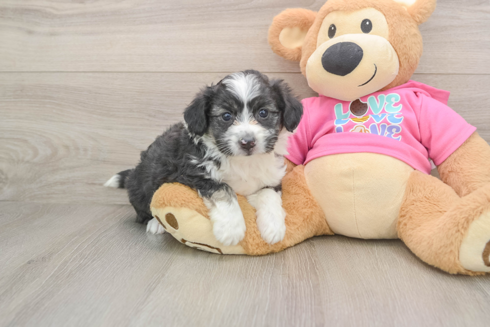 Smart Aussiechon Designer Pup