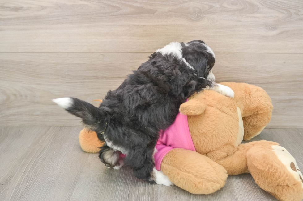Sweet Aussiechon Baby