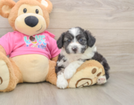 7 week old Aussiechon Puppy For Sale - Simply Southern Pups
