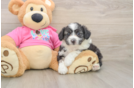 Best Aussiechon Baby