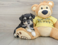 8 week old Aussiechon Puppy For Sale - Simply Southern Pups