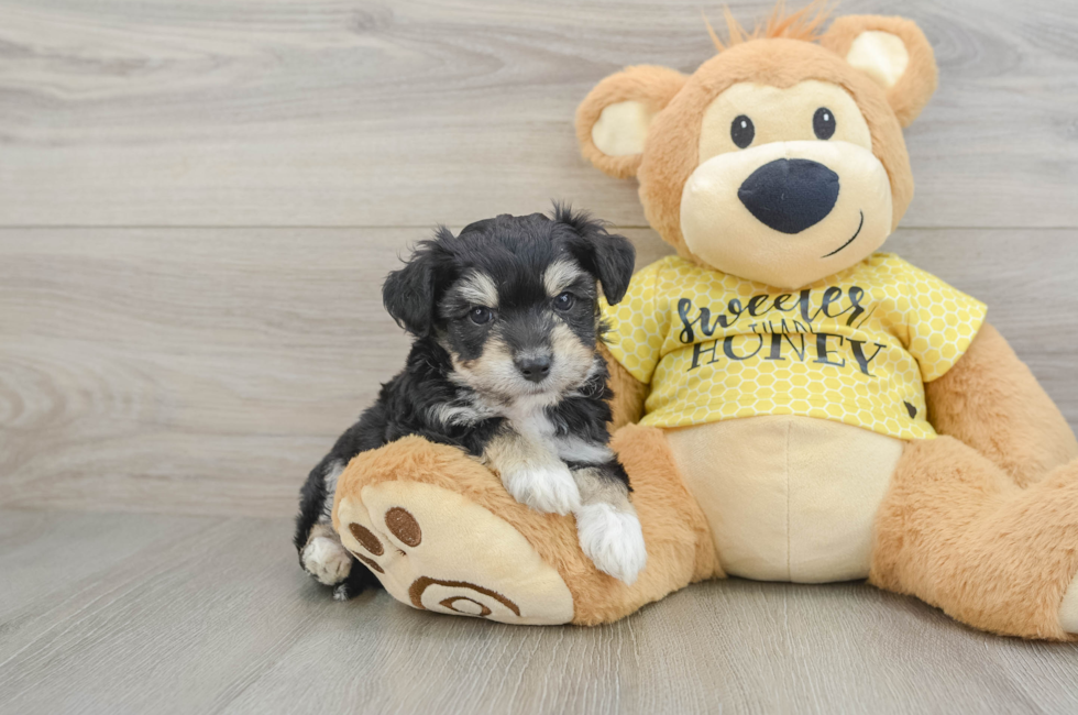6 week old Aussiechon Puppy For Sale - Simply Southern Pups