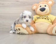6 week old Aussiechon Puppy For Sale - Simply Southern Pups