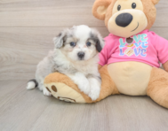 7 week old Aussiechon Puppy For Sale - Simply Southern Pups
