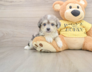 5 week old Aussiechon Puppy For Sale - Simply Southern Pups