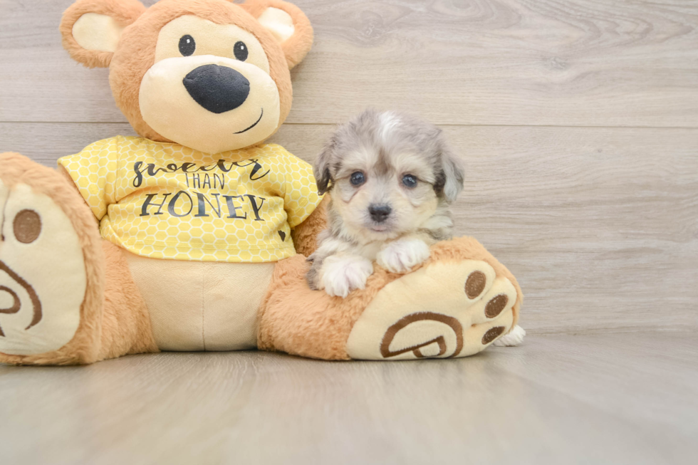 Funny Aussiechon Designer Pup