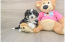 Aussiechon Puppy for Adoption