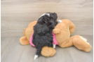Energetic Aussie Bichon Designer Puppy