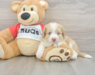 6 week old Aussiechon Puppy For Sale - Simply Southern Pups