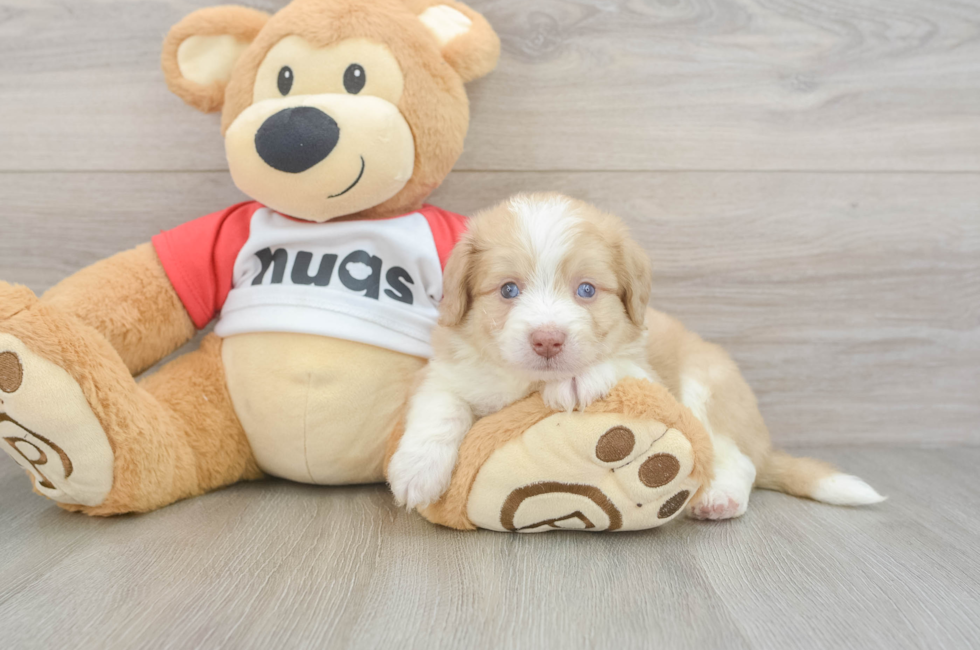 5 week old Aussiechon Puppy For Sale - Simply Southern Pups