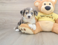 6 week old Aussiechon Puppy For Sale - Simply Southern Pups