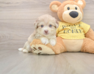 5 week old Aussiechon Puppy For Sale - Simply Southern Pups