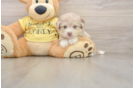Aussiechon Puppy for Adoption