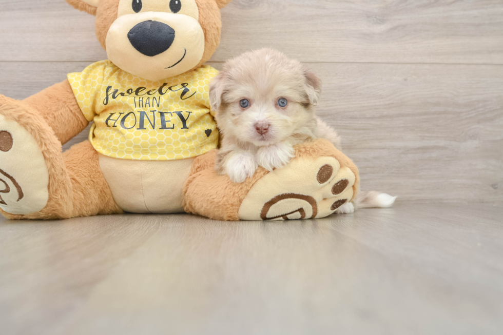 Aussiechon Puppy for Adoption