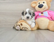 7 week old Aussiechon Puppy For Sale - Simply Southern Pups