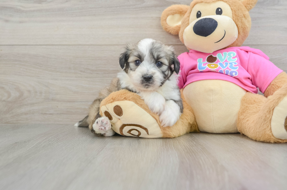 5 week old Aussiechon Puppy For Sale - Simply Southern Pups