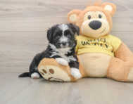 6 week old Aussiechon Puppy For Sale - Simply Southern Pups