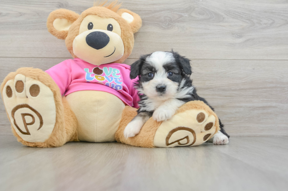 5 week old Aussiechon Puppy For Sale - Simply Southern Pups