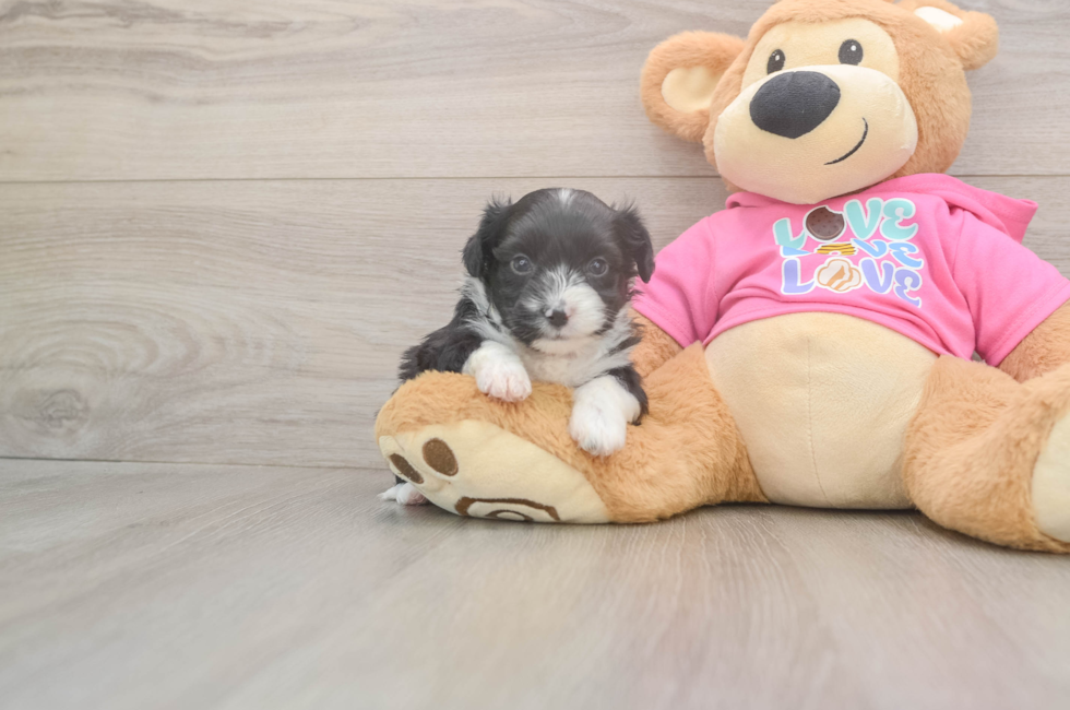 5 week old Aussiechon Puppy For Sale - Simply Southern Pups