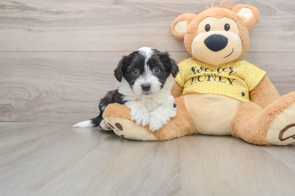 Aussiechon Pup Being Cute