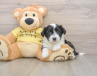 6 week old Aussiechon Puppy For Sale - Simply Southern Pups