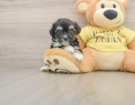 6 week old Aussiechon Puppy For Sale - Simply Southern Pups