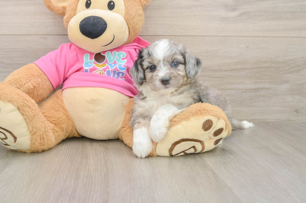 Best Aussiechon Baby