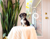 9 week old Aussiechon Puppy For Sale - Simply Southern Pups